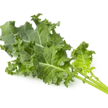 Green Kale Plant Pods 3-pack