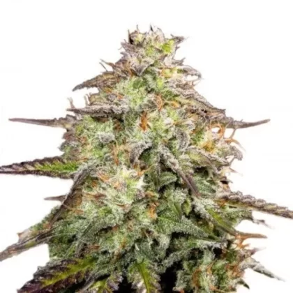 Yumbolt Banana Feminized Seeds - Amount#6>12>24