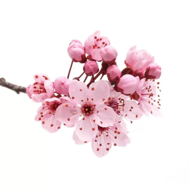 Cherry Blossom E-Liquid
