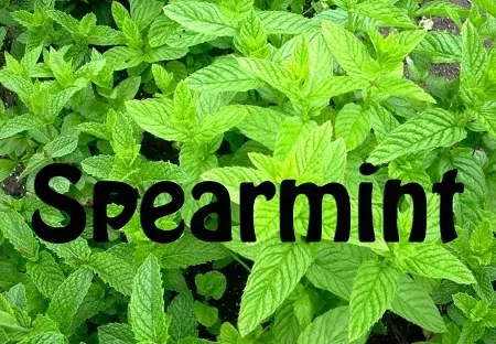 Spearmint Premium E-Liquid
